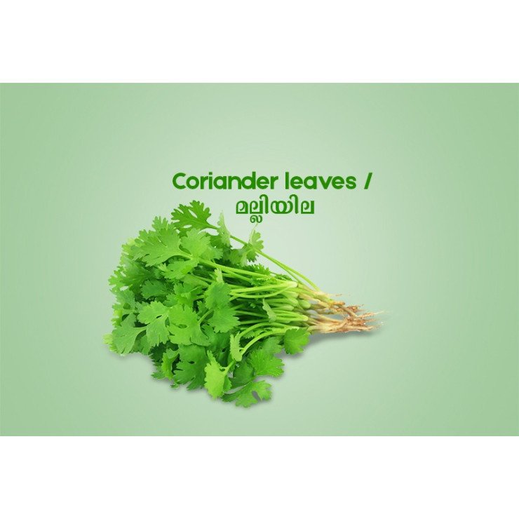 Coriander leaves / മല്ലിയില  -100gm Pack ( Ozone Washed)